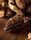 Veggie Tales: Morels, a Mouthwatering Michigan Miracle