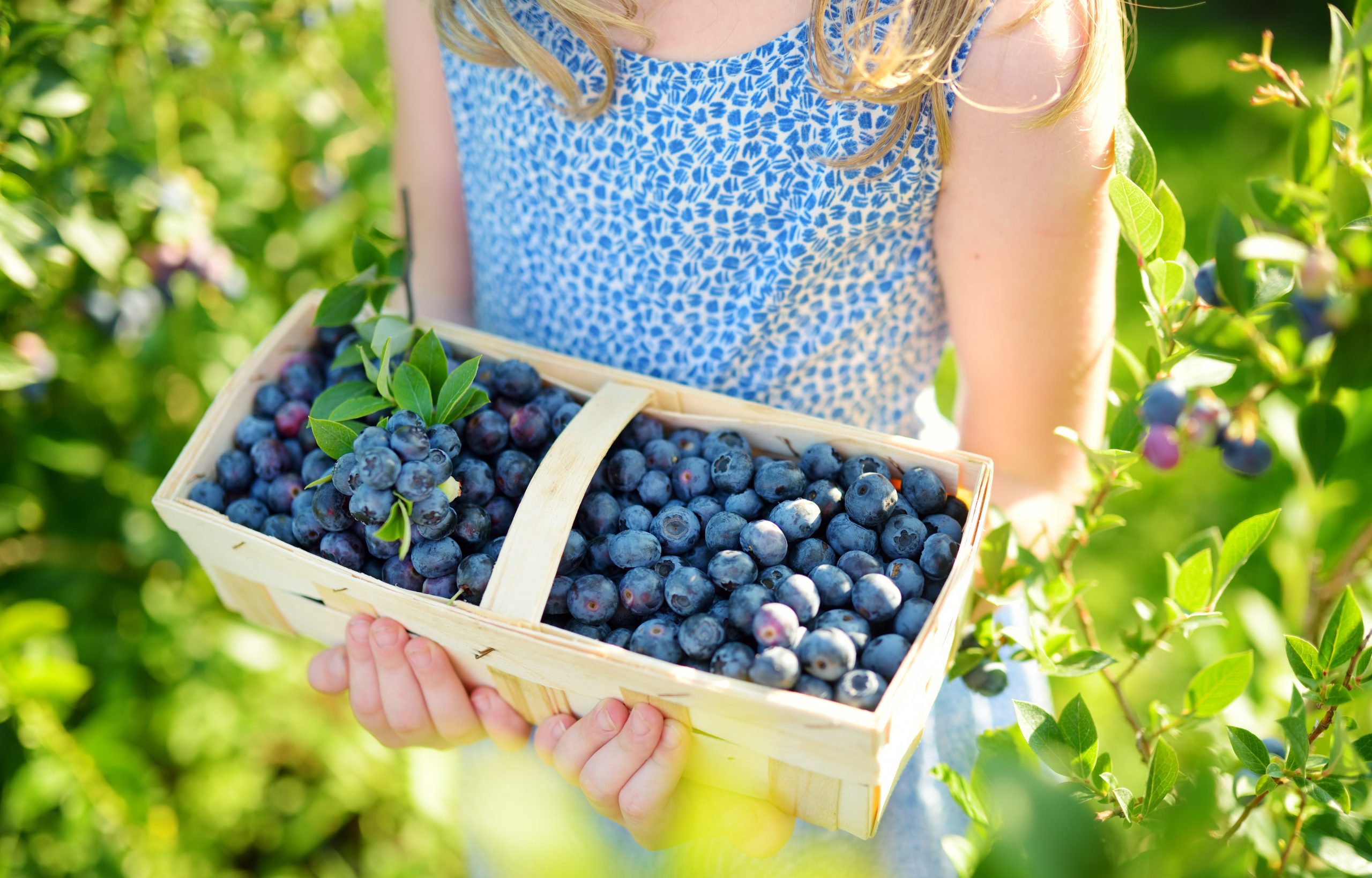 5 FreshPicked Produce Recipes to Try ThinkHealth