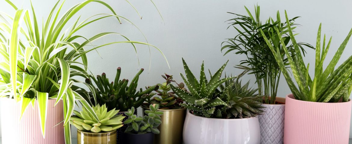 5 Health Benefits of Plants and Green Spaces in Your Home