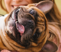 The Health Benefits of Being a Pet Owner
