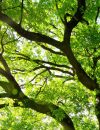 Health Benefits of Trees