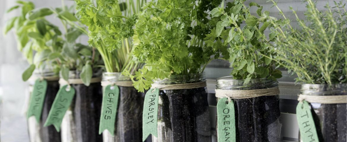 Herb’s the word: The health benefits of cooking with herbs