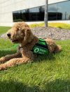 Explore the benefits of a support dog