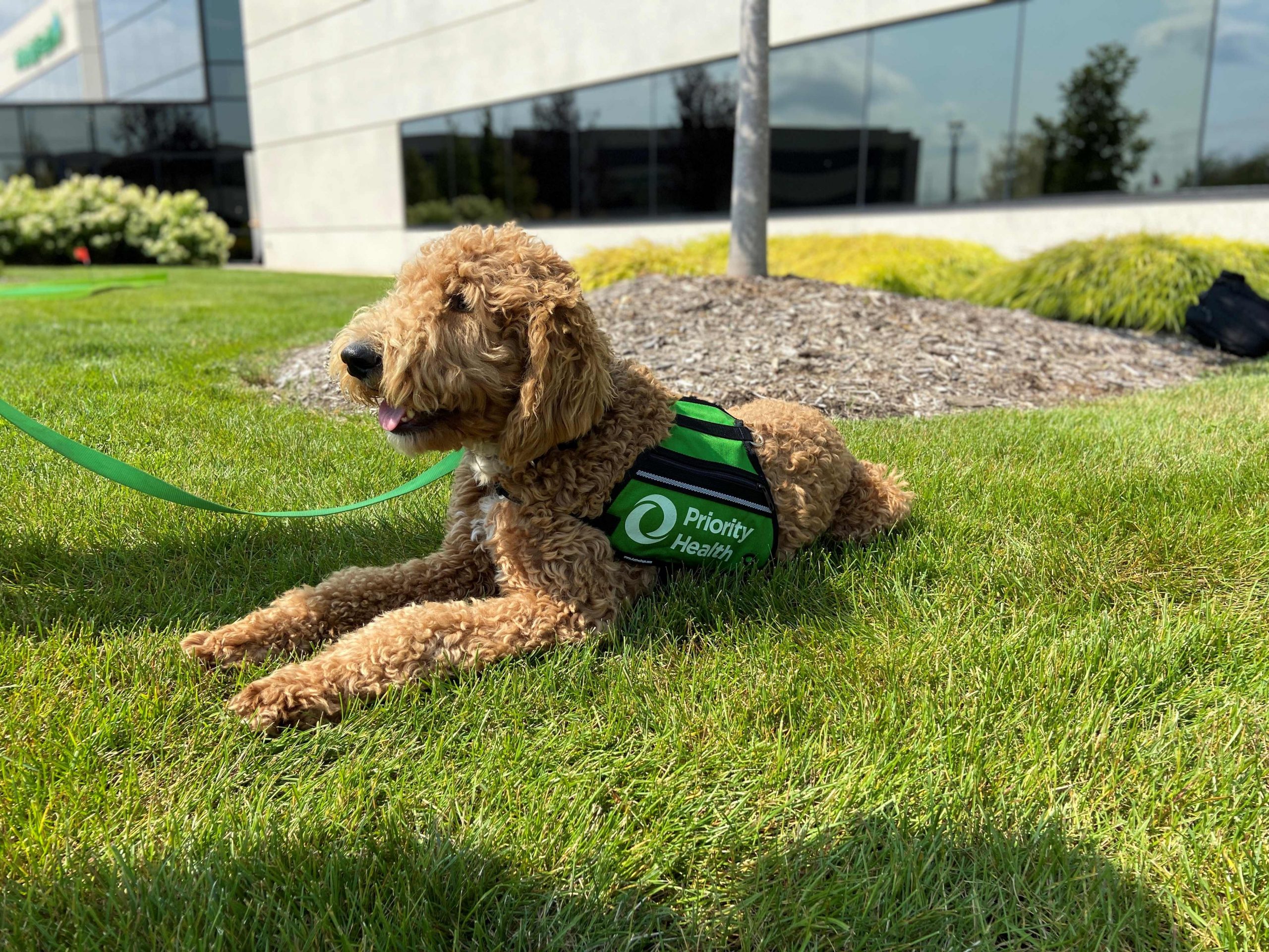 Explore The Benefits Of A Support Dog ThinkHealth