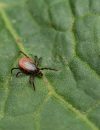 Tick talk: How to stay safe and tick-free this summer