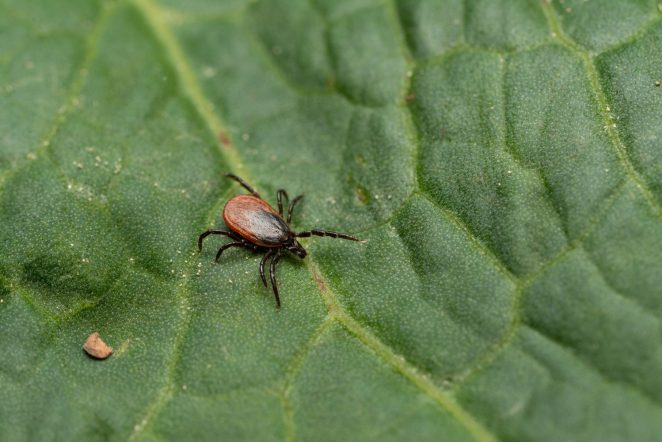 Tick talk: How to stay safe and tick-free this summer